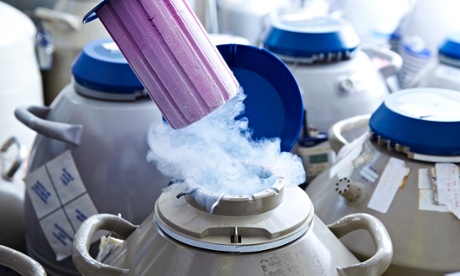 Egg storage for IVF. Apple and Facebook are to offer the perk alongside other benefits for staff. Photograph: Science Photo Library/Getty Images